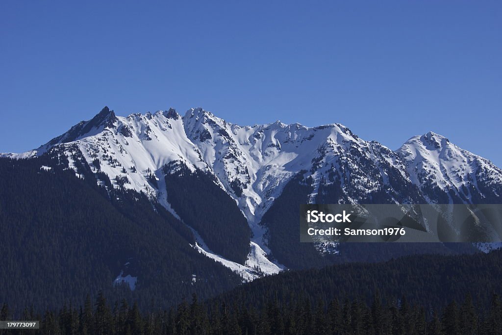 Nooksack Ridge Glace bleue - Photo de Animaux à l'état sauvage libre de droits