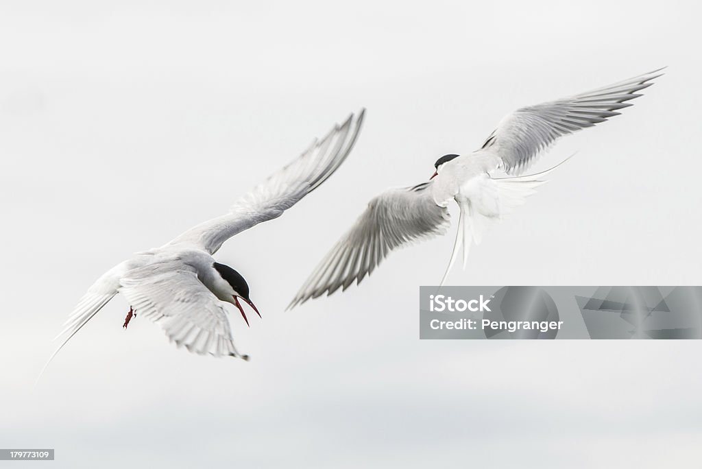 Dois Ártico terns atacar (Ilhas de Farne, Reino Unido) - Royalty-free Animal a atacar Foto de stock