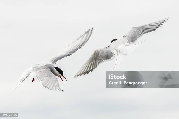 Dois Ártico Terns Atacar - Fotografias de stock e mais imagens de Animal a atacar