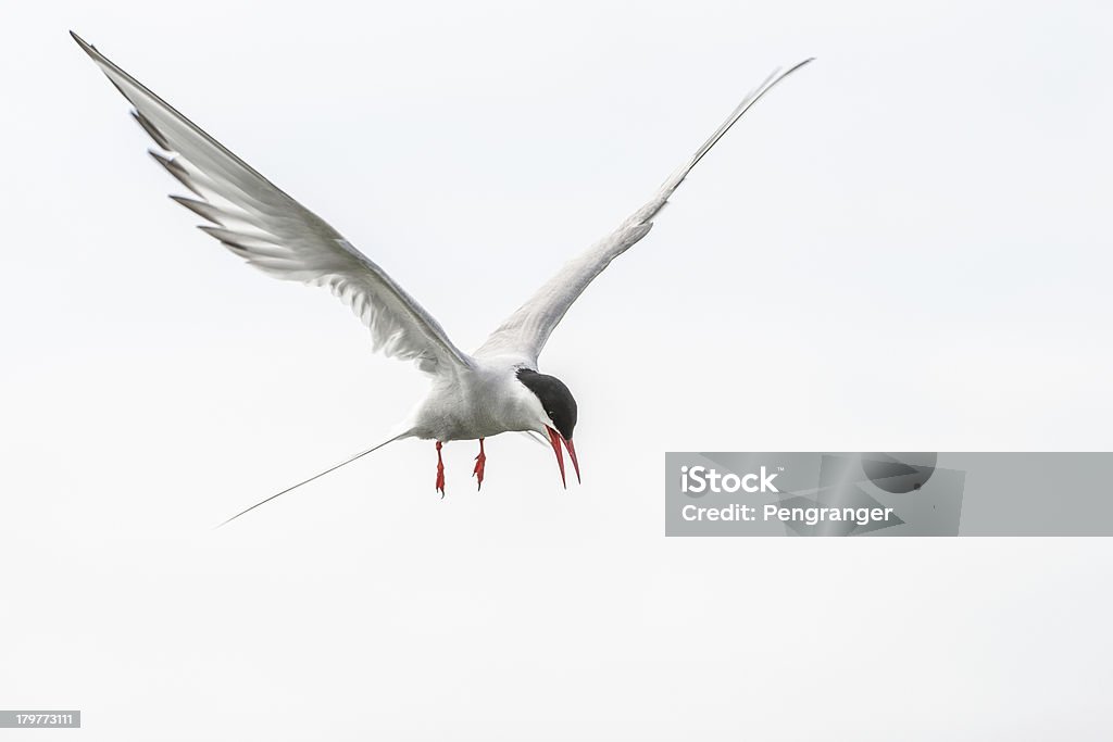 Светлый крачка Атакующий (Farne острова, UK - Стоковые фото National Trust роялти-фри