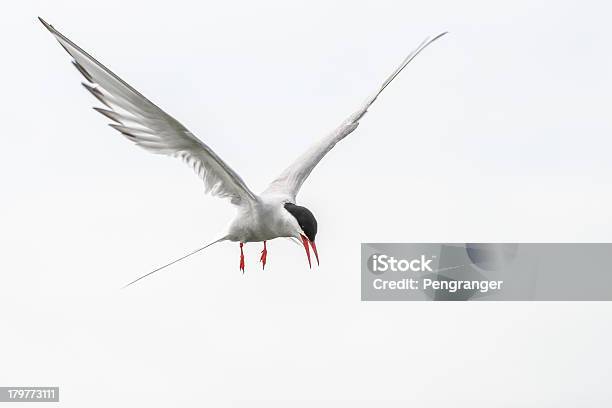 Светлый Крачка Атакующий Farne Острова Uk — стоковые фотографии и другие картинки National Trust - National Trust, Бамбург, Без людей