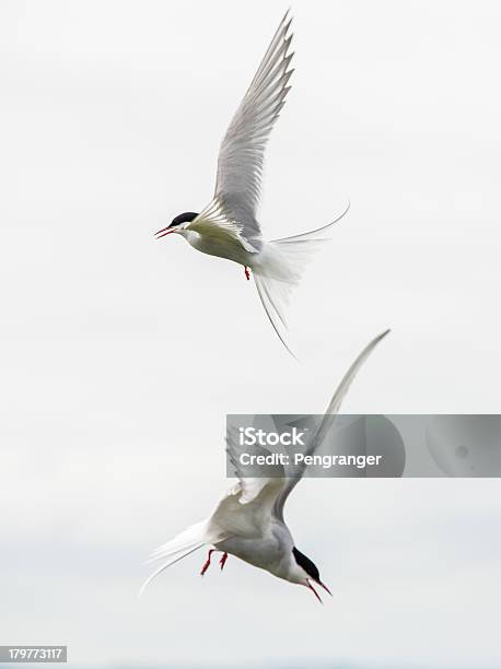 두 북극해 Terns 공격 판 제도 영국 0명에 대한 스톡 사진 및 기타 이미지 - 0명, National Trust, 노섬벌랜드