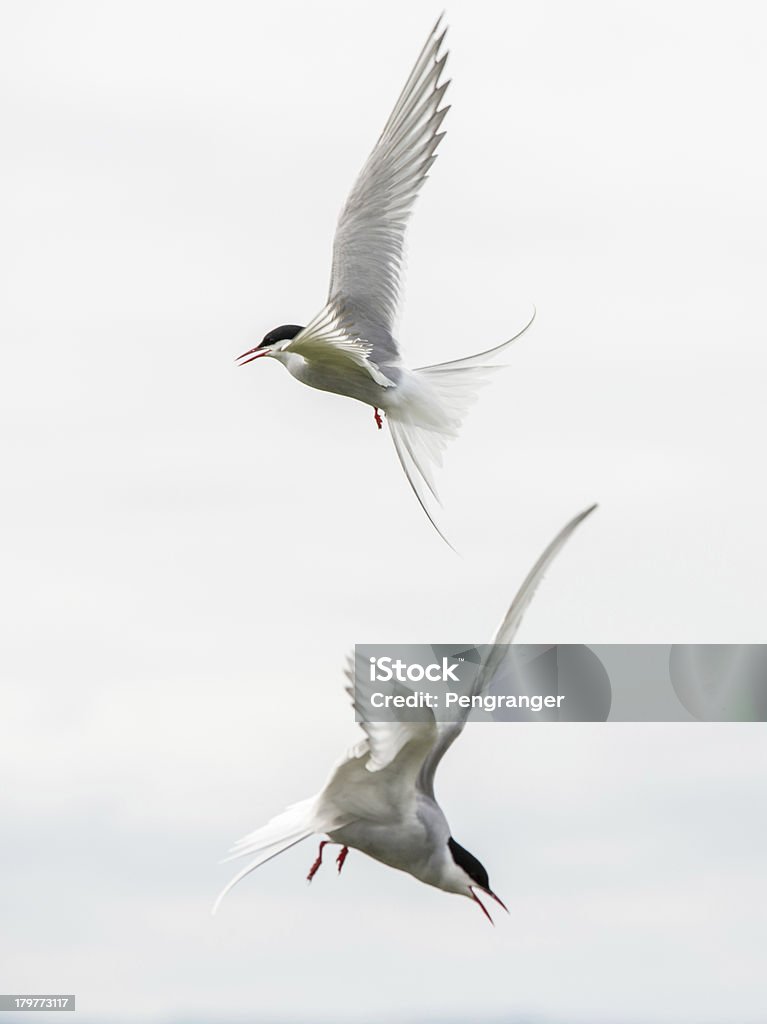 Dwa arctic terns atak (Wyspy Farne, Wielka Brytania) - Zbiór zdjęć royalty-free (Atak zwierzęcia)