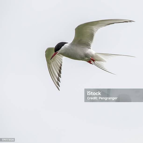 Küstenseeschwalbe Im Flug Stockfoto und mehr Bilder von Küstenseeschwalbe