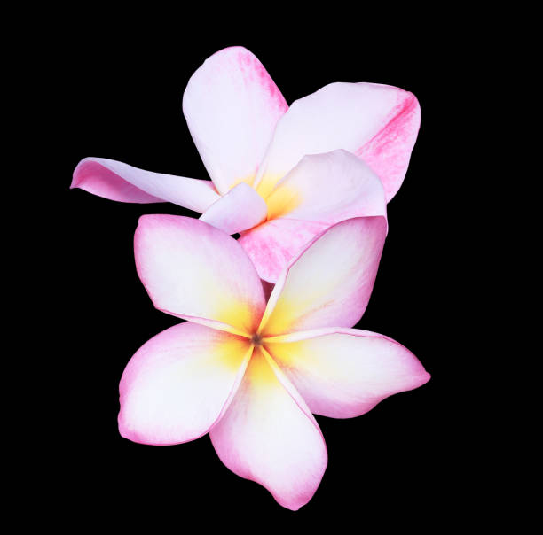istock Plumeria or Frangipani or Temple tree flower. 1797735366