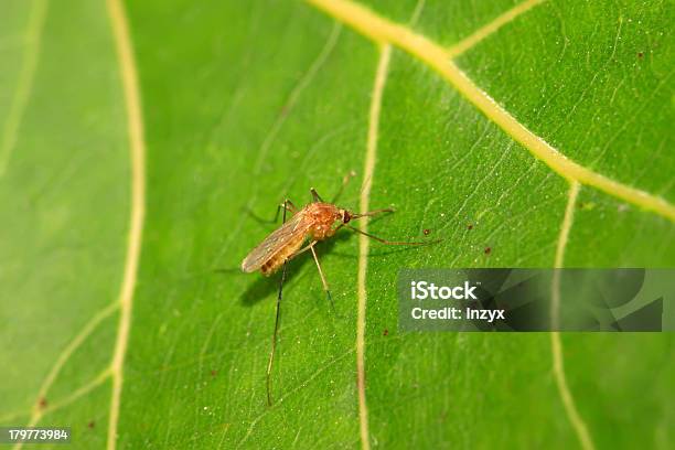 Mücken Stockfoto und mehr Bilder von Bildung - Bildung, Biologie, Blatt - Pflanzenbestandteile