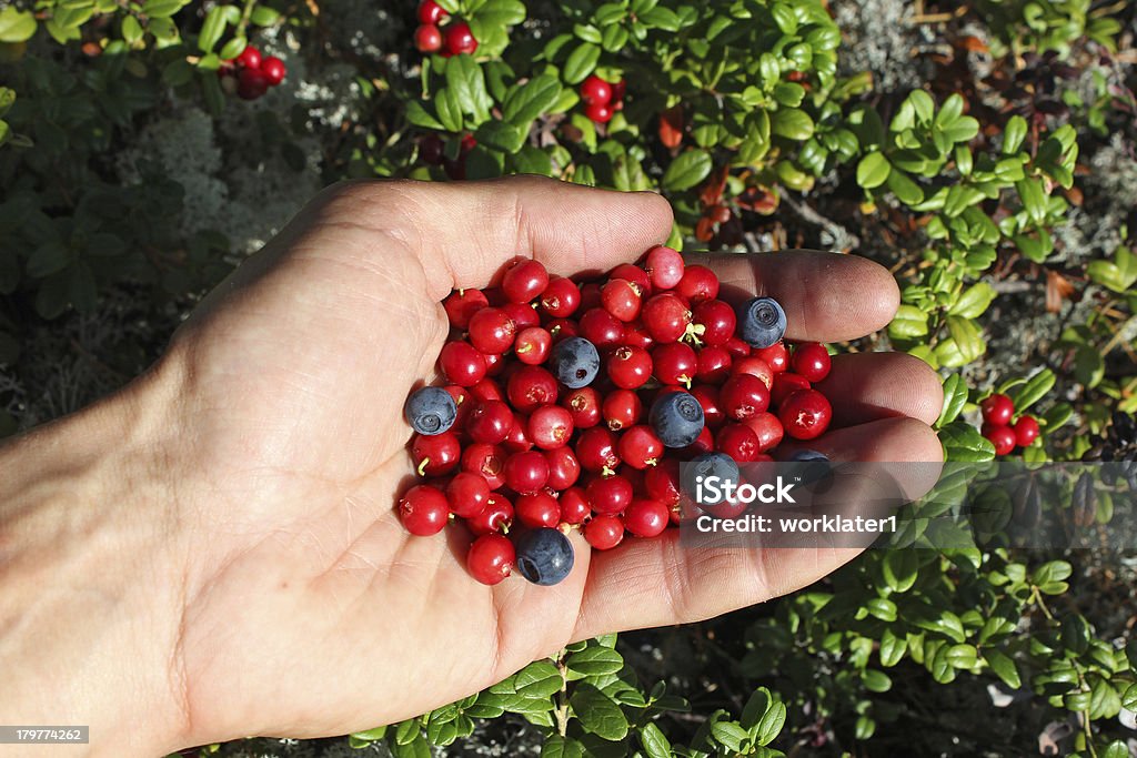 O palm cheio de frutas silvestres, cowberry e mirtilo - Foto de stock de Alimentação Saudável royalty-free