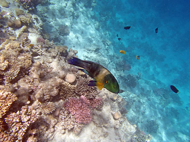 istock snorkeling in the red sea 179774426