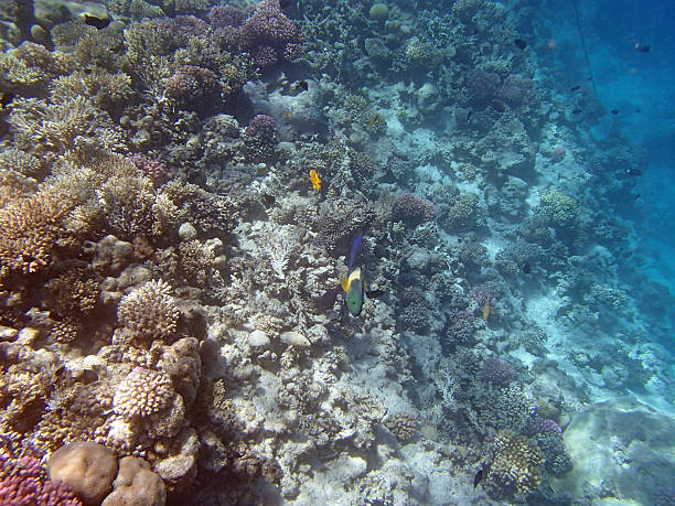 istock snorkeling in the red sea 179774428