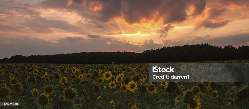 Sun flowers at sunset Peaceful set set with sun flowers Agricultural Field Stock Photo