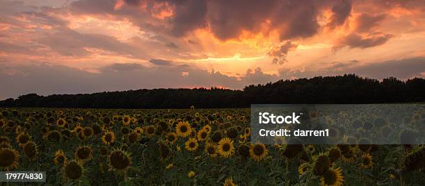 Sun Flowers At Sunset Stock Photo - Download Image Now - Agricultural Field, Agriculture, Beauty In Nature
