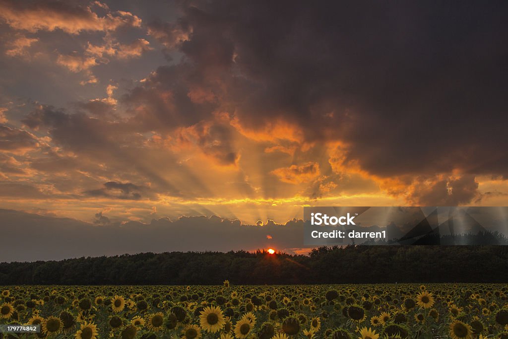 Flores en puesta de sol - Foto de stock de Agricultura libre de derechos