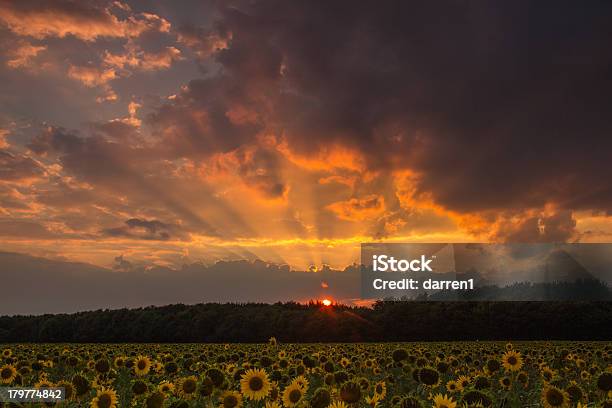 Flores En Puesta De Sol Foto de stock y más banco de imágenes de Agricultura - Agricultura, Aire libre, Amarillo - Color