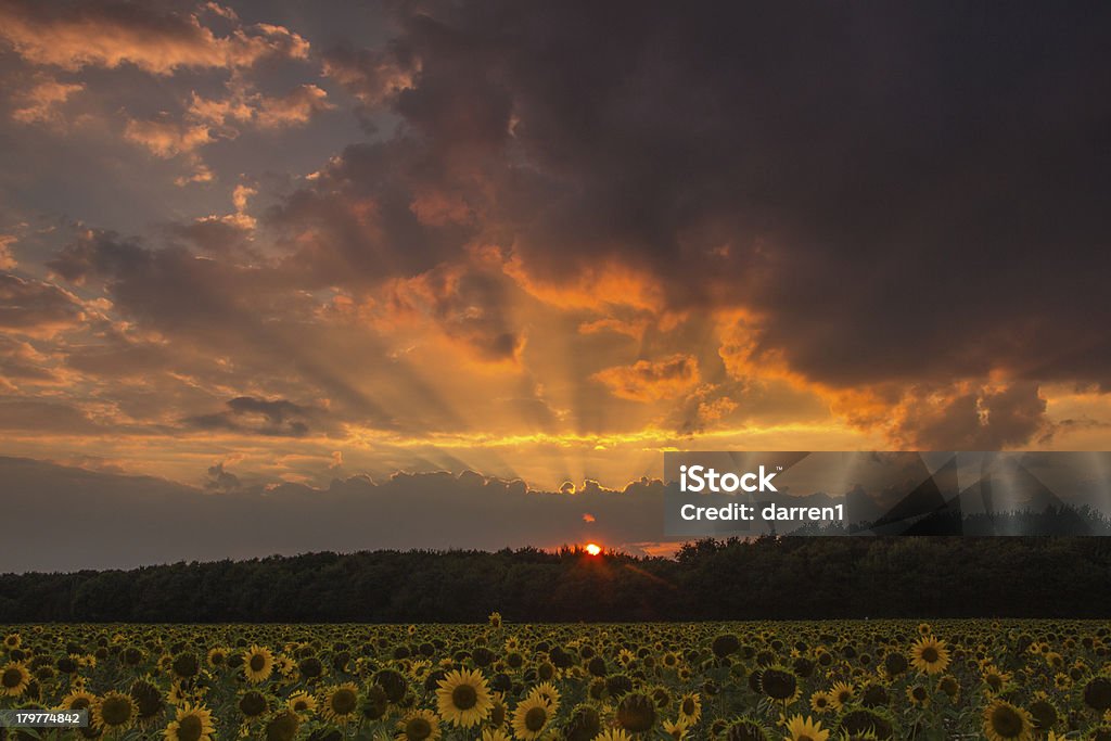 Fiori di sole al tramonto - Foto stock royalty-free di Agricoltura