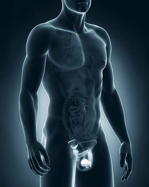 Man genitals anatomy stock photo