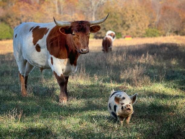A horned bull watching a white and black spotted pig in a shadowed pasture on a regenerative farm. Heritage Breed livestock