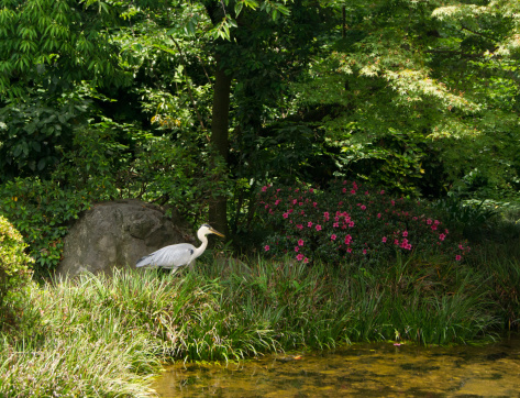 Heron near a pond in Kanazawa.