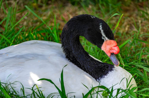 istock Black-Necked Swan on Green Grass 1797763925