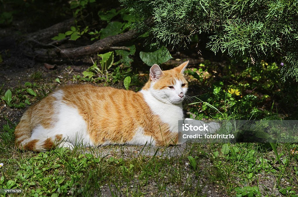 Zoology, animais de estimação - Foto de stock de Animais Machos royalty-free