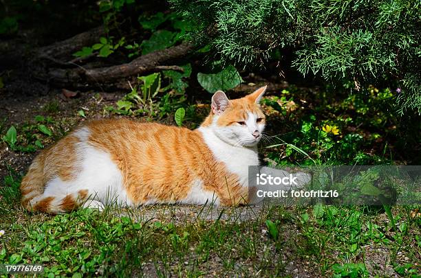 Zoologia Animal De Estimação - Fotografias de stock e mais imagens de Animal - Animal, Animal macho, Ao Ar Livre