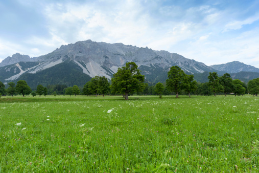 Trees on a meadow with Dachstein mountains in the background