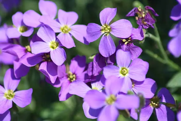 Close-up of the blossoms of the blue pillow (Aubrieta)
