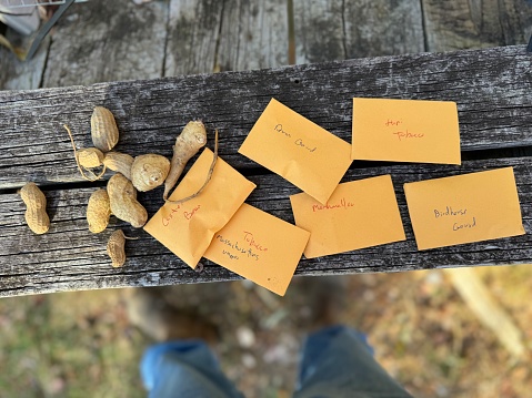 Various seeds and small manilla seed packets with hand writing on them lying on a rustic wooden bench. A farmers boots and jeans standing nearby. Seed Saving. Potting bench