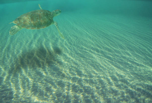 a green turtle swimming beneath the waves