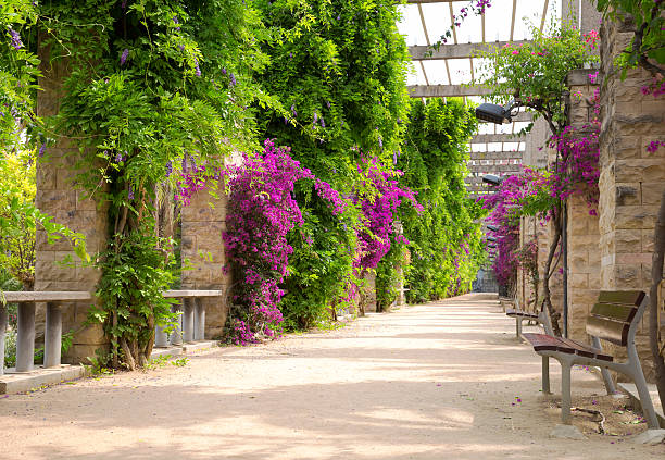 istock Alley with blooming flowers 179779512