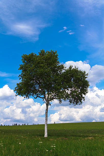 istock Landscape - lonely Fir Ttree on green field, Birch Tree 179779888