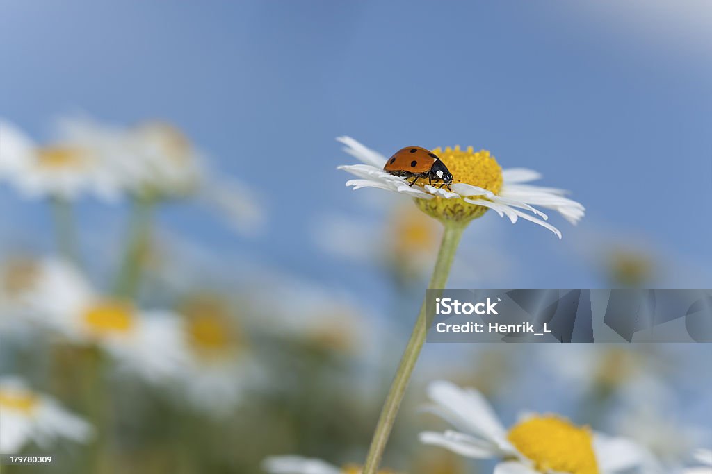 Marienkäfer auf daisy, schönen Sommer-Foto - Lizenzfrei Baumblüte Stock-Foto