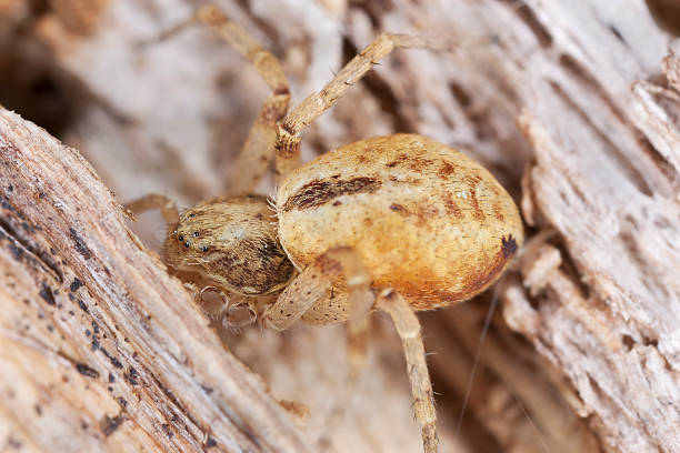 istock Small spider hunting on wood, extreme close-up with high magnification 179780899