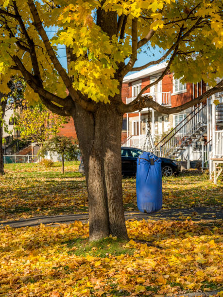 árvore de bordo no outono com um saco de boxe amarrado a um galho - blocking sled - fotografias e filmes do acervo