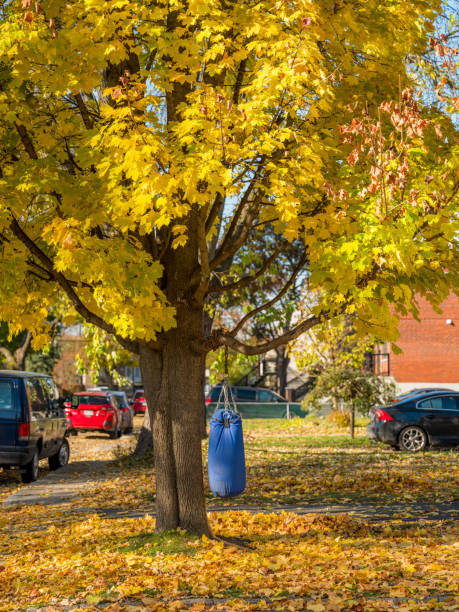 árbol de arce en el otoño con un saco de boxeo atado a una rama - blocking sled fotografías e imágenes de stock