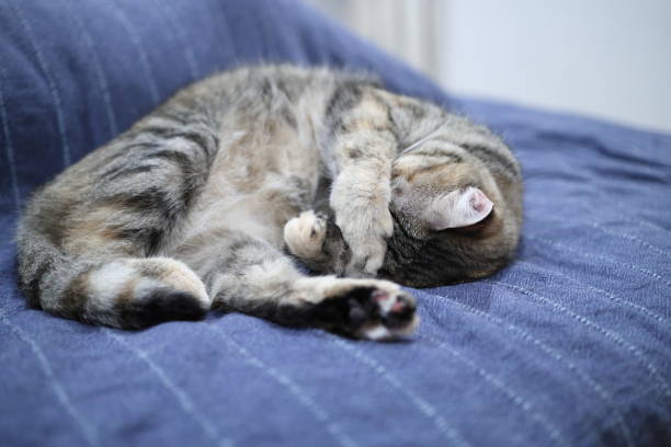 Striped cat takes a nap in the sun on carpet at home