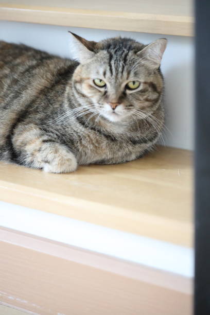 istock Adult Tabby Cat 1797814644