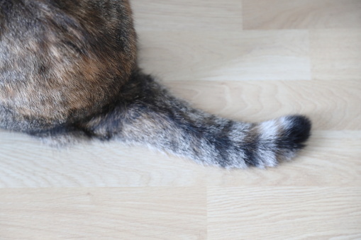 The macro picture of  tail of Celtic short hair cat  in the house.