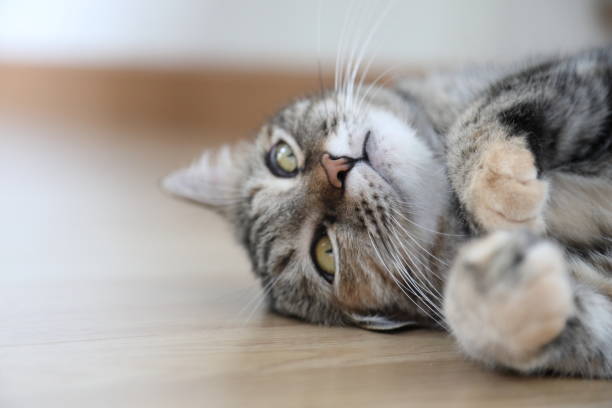 istock Adult Tabby Cat 1797816735