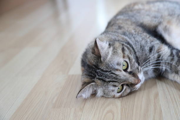 istock Adult Tabby Cat 1797816776