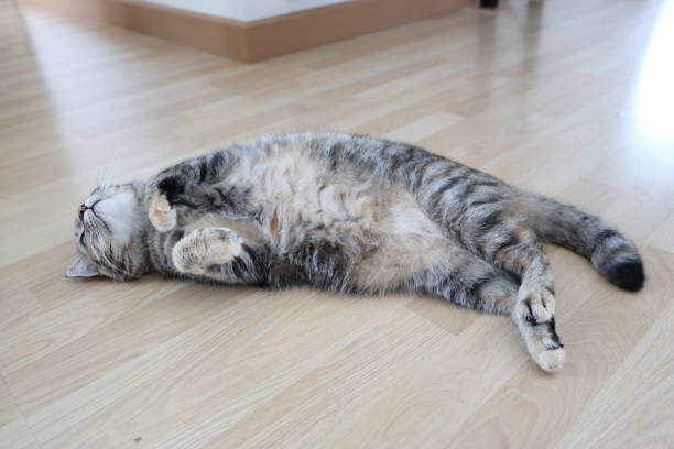 istock Adult Tabby Cat 1797816777