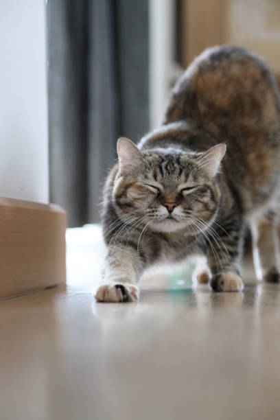 istock Adult Tabby Cat 1797816778