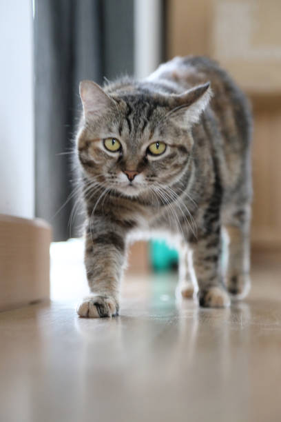 istock Adult Tabby Cat 1797816779