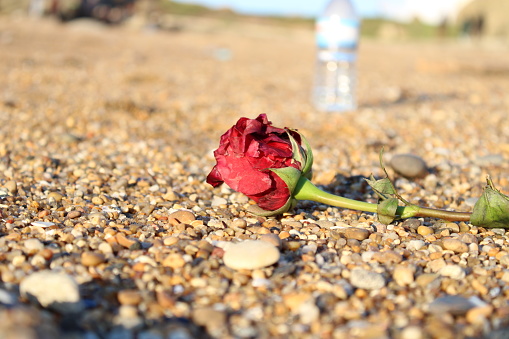 Red rose in the beach sand with a water bottle behind