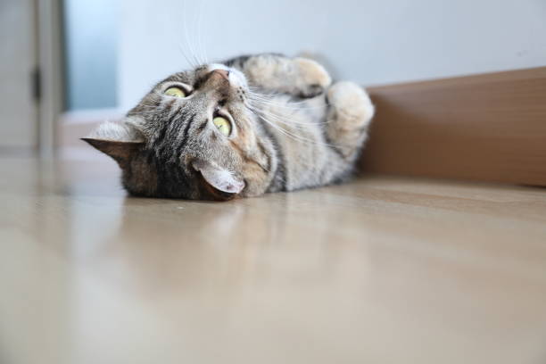 istock Adult Tabby Cat 1797816800