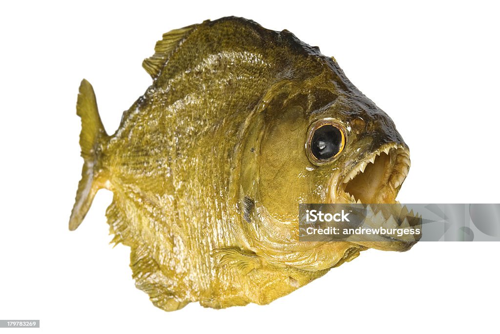 Red Belly Piranha with mouth wide open, isolated on white. Red Belly Piranha with mouth wide open, isolated on a white background. Piranha Stock Photo