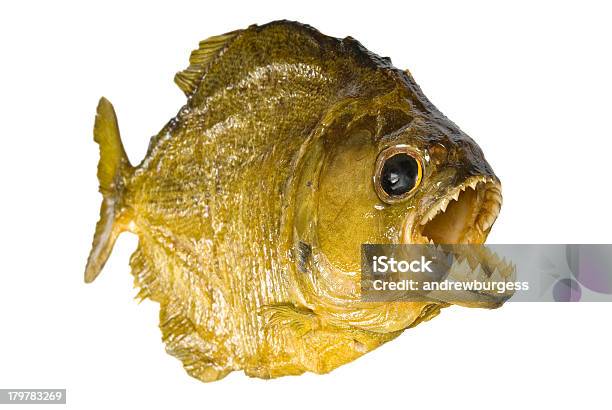 Red Belly Piranha With Mouth Wide Open Isolated On White Stock Photo - Download Image Now
