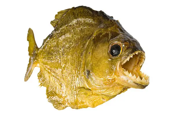 Red Belly Piranha with mouth wide open, isolated on a white background.
