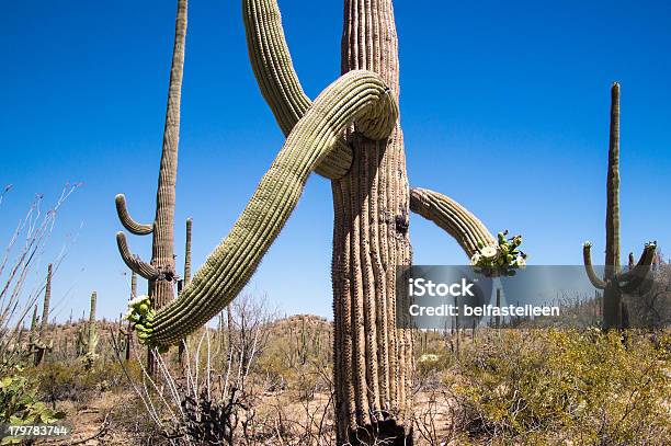 Dziwne Kształcie Saguaro - zdjęcia stockowe i więcej obrazów Kaktus - Kaktus, Bez ludzi, Fotografika