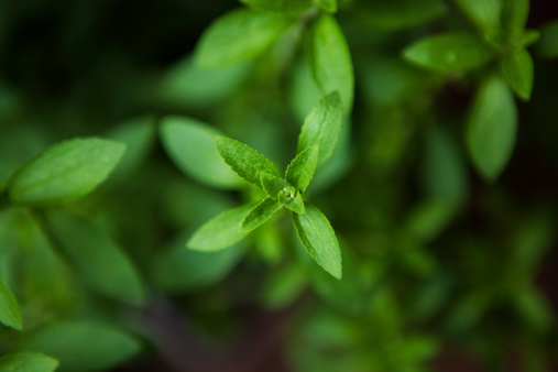 Closeup of a stevia plant