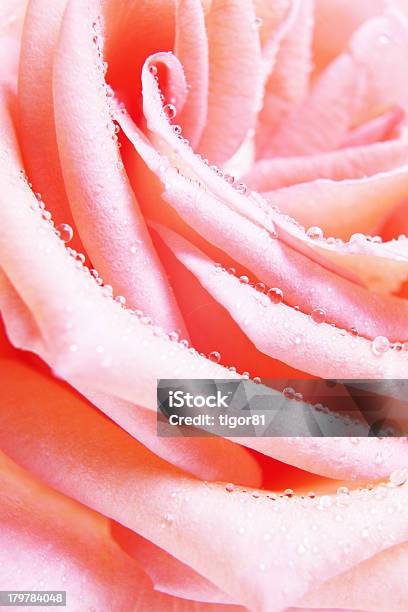 Rosa De Casamento - Fotografias de stock e mais imagens de Amor - Amor, Ao Ar Livre, Botão - Estágio de flora